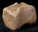 Edmontosaurus (Hadrosaur) Caudal Vertebrae - Montana #12683-2